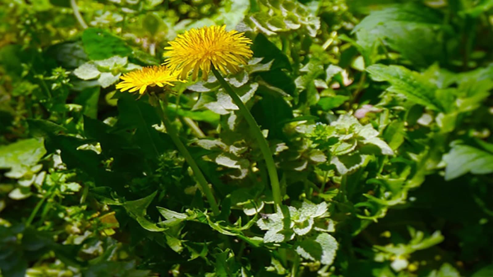 Common lawn Weeds