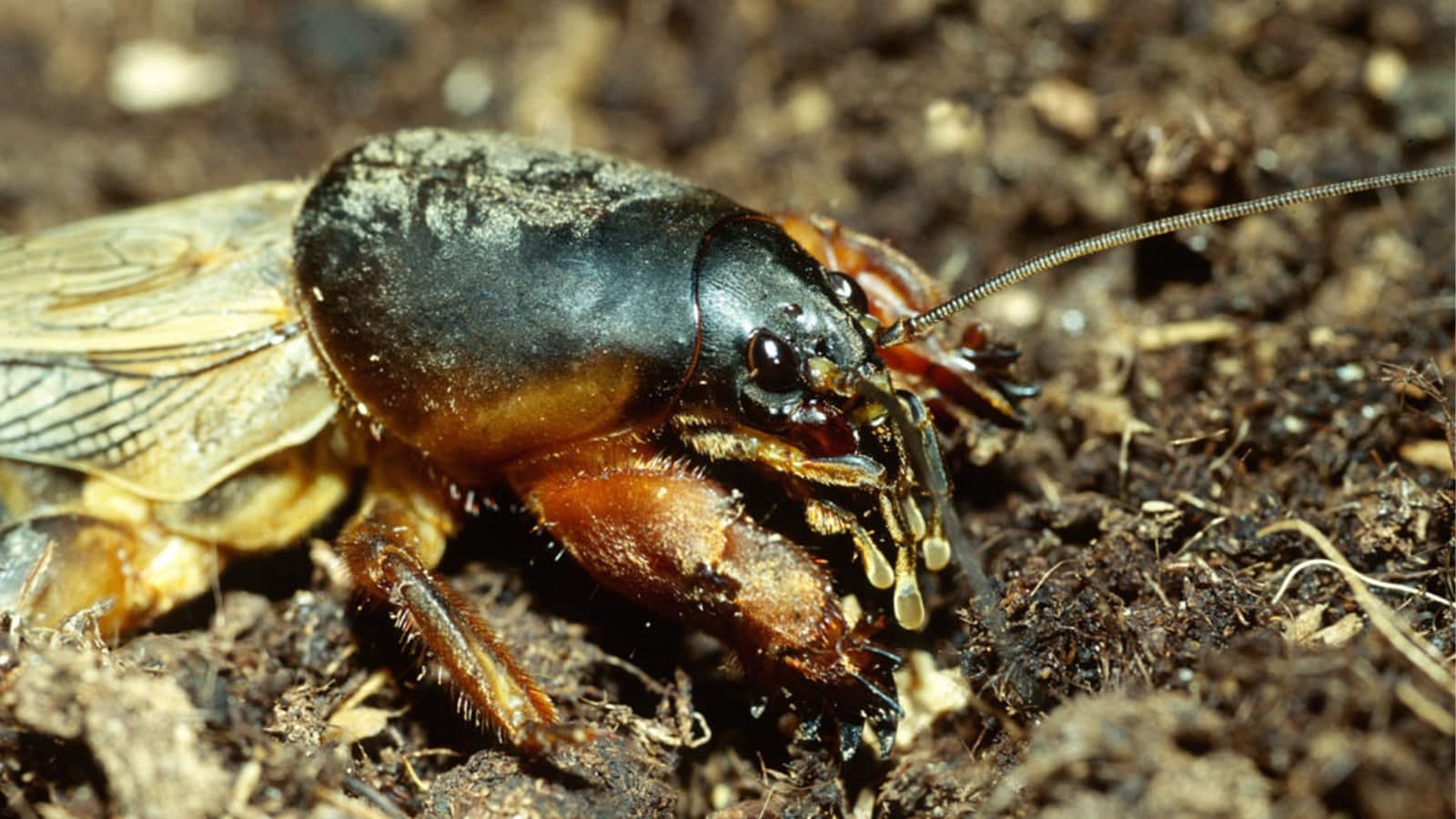 Mole cricket