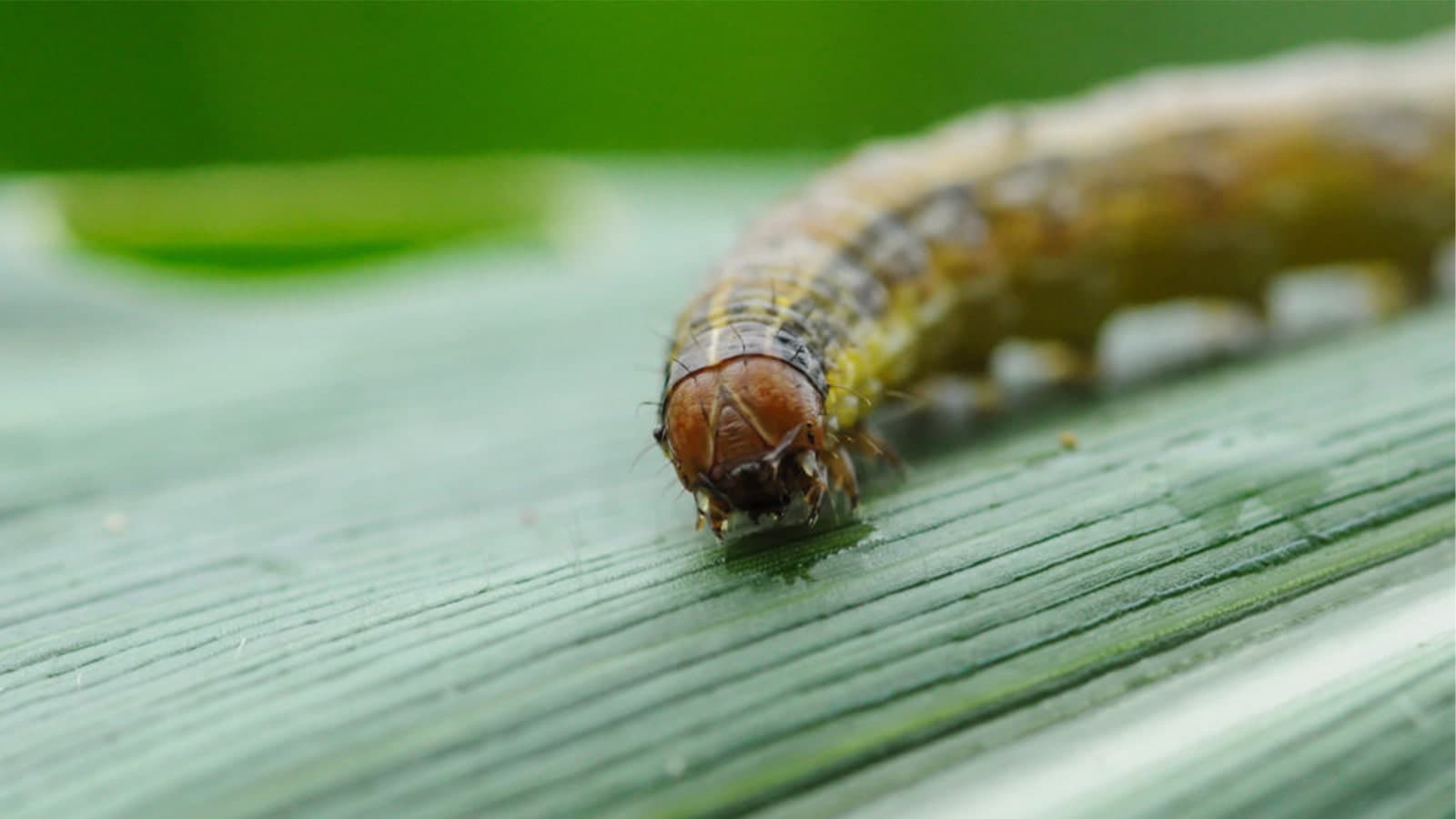 Fall Armyworm On Grass Blade