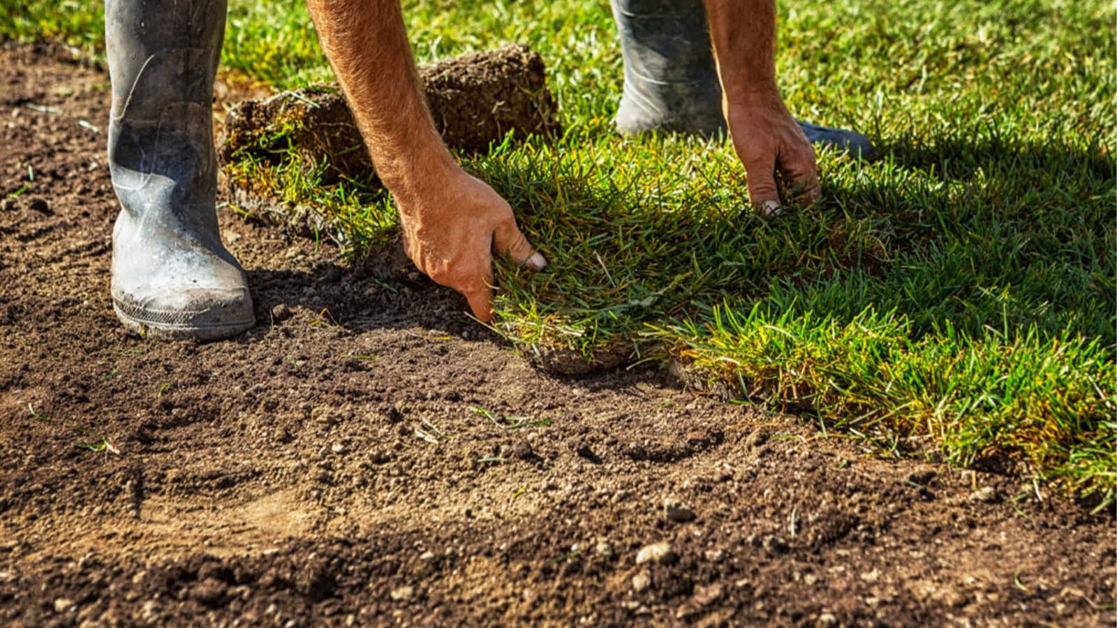The Best Time to Lay Sod