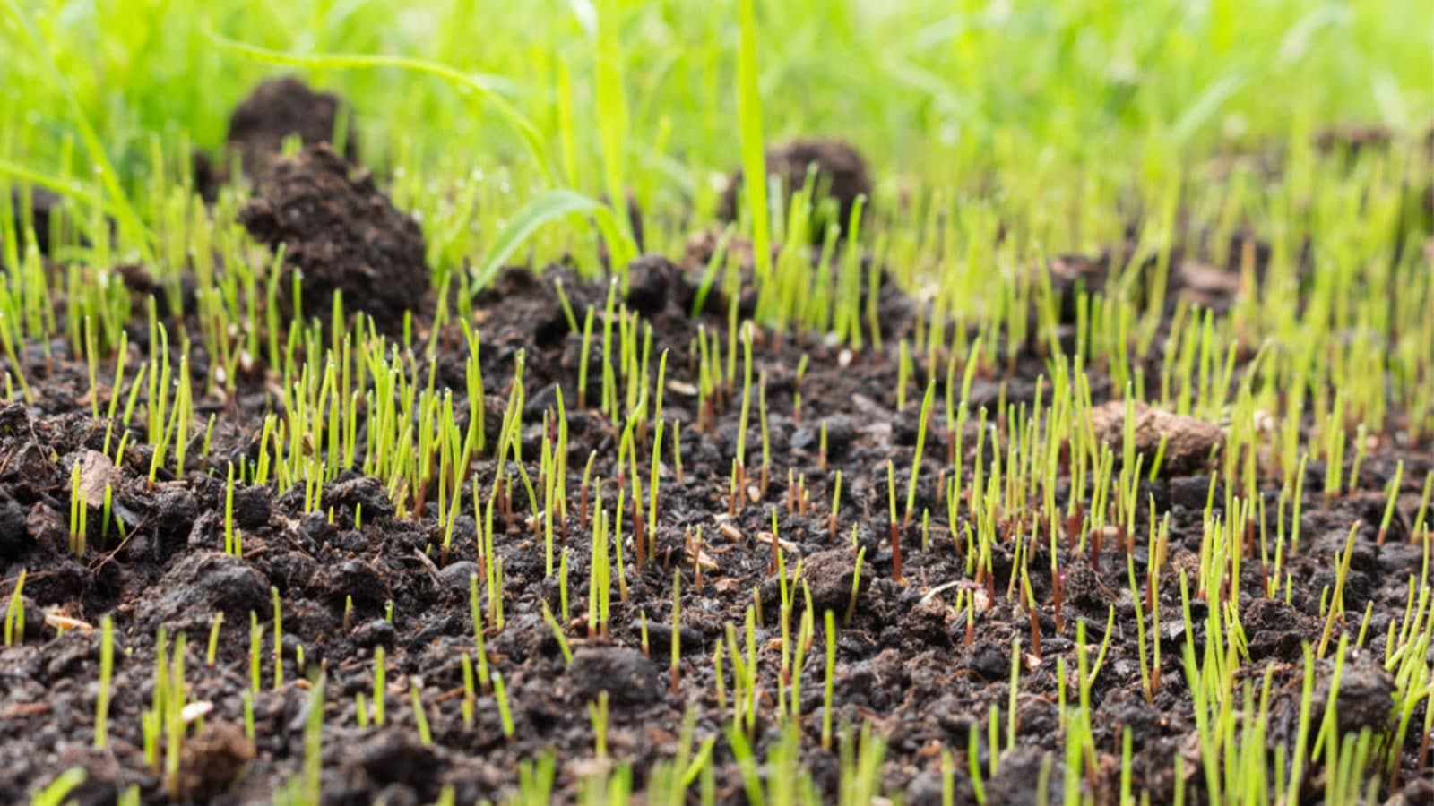 Grass Seed Lawn Growing