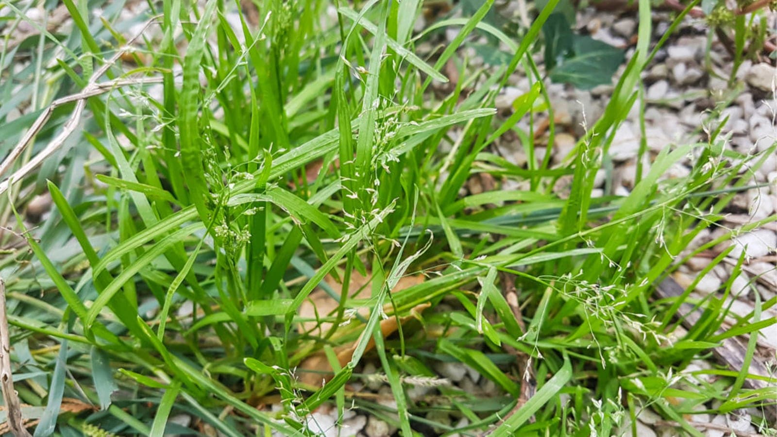 Close Up Of Poa Annua Growing Rock Landscape