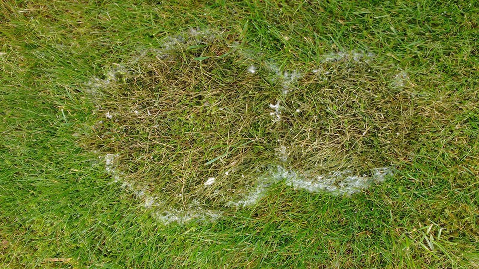 Close Up Of Lawn With Disease Fungus