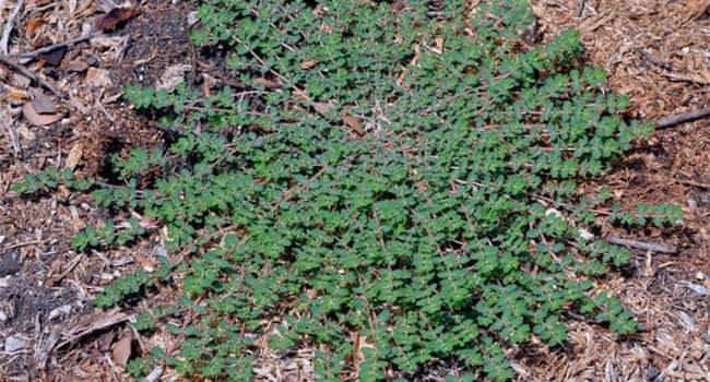 Spurge Weed