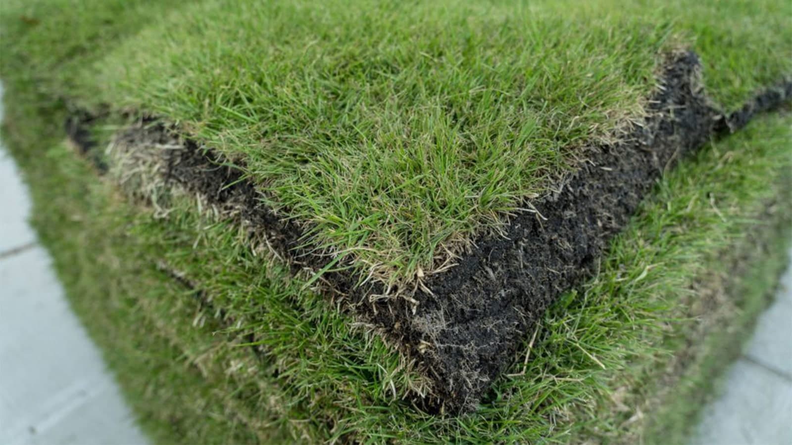 Innovation Zoysia Grass Sod Pallet