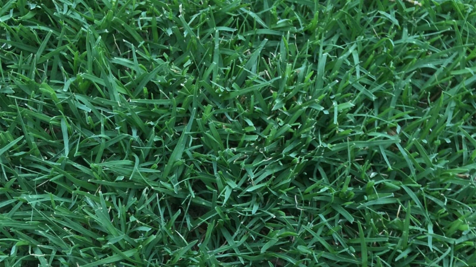 Northbridge Bermuda Color Dark Green