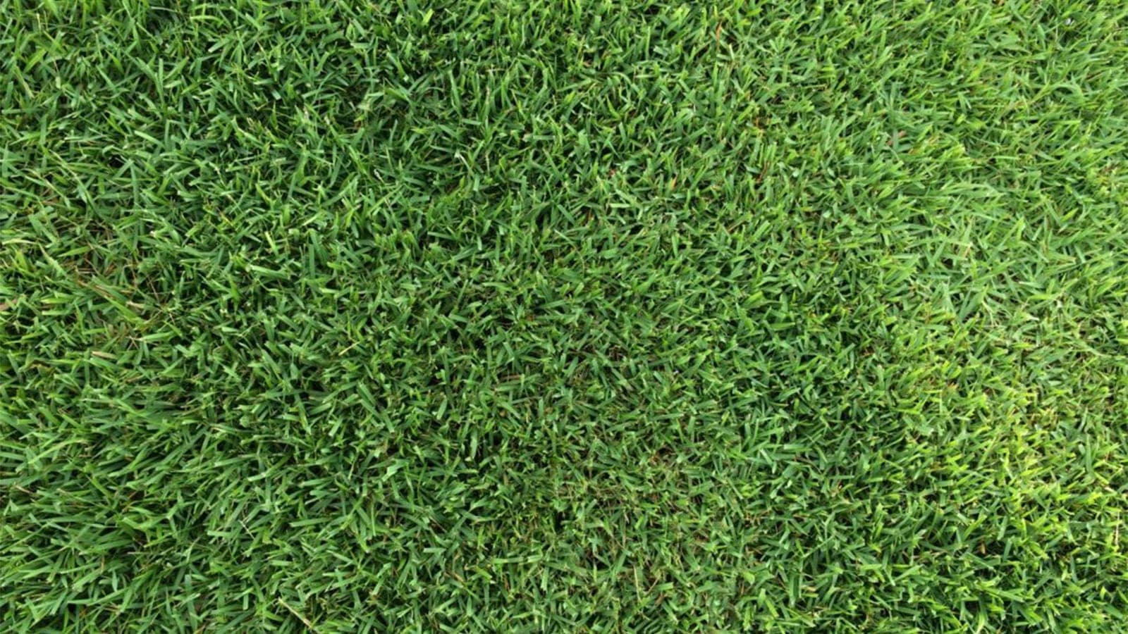 Empire Zoysia Color Dark Green Min