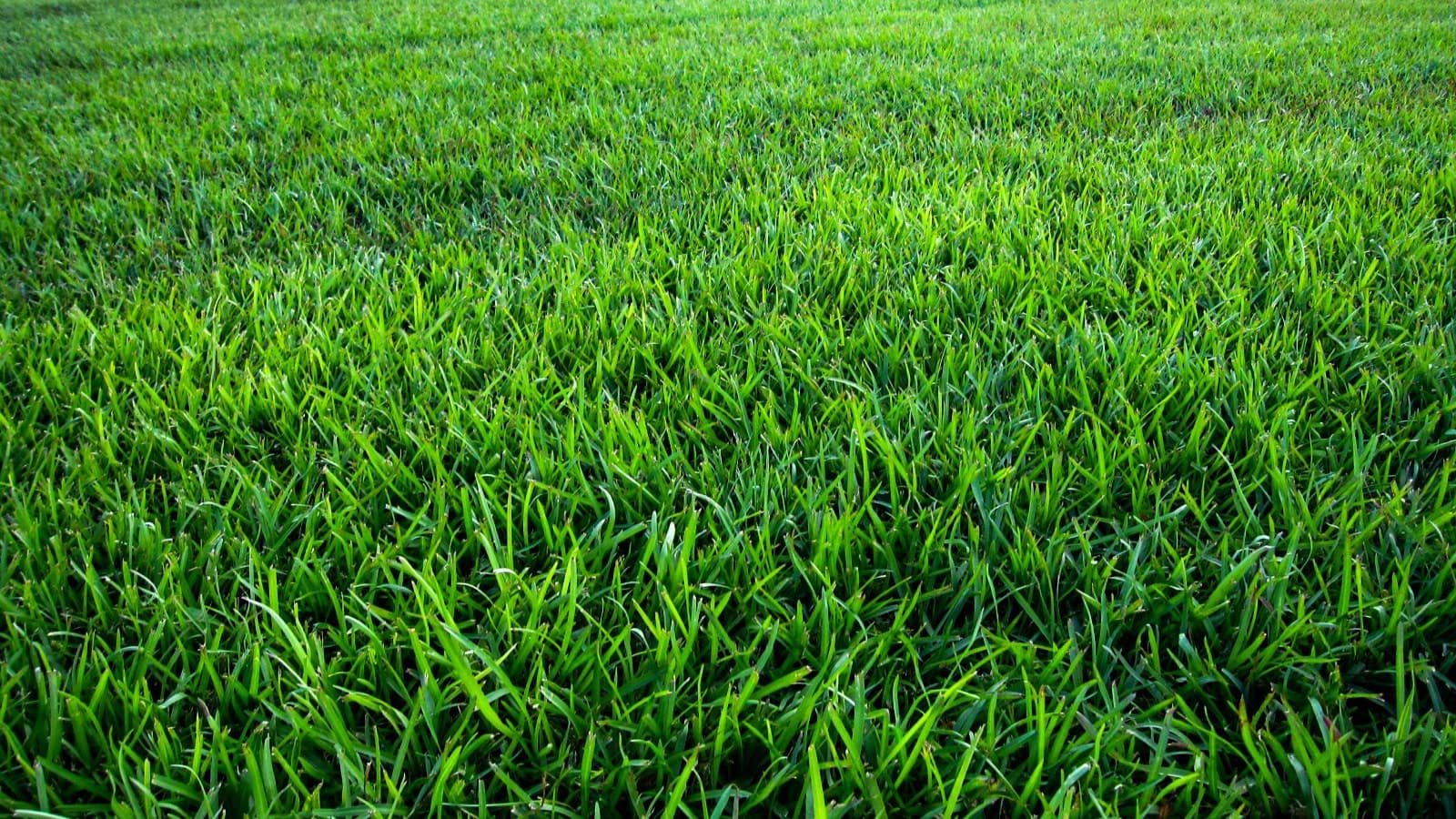 Santee Centipede Grass Gulf Coast