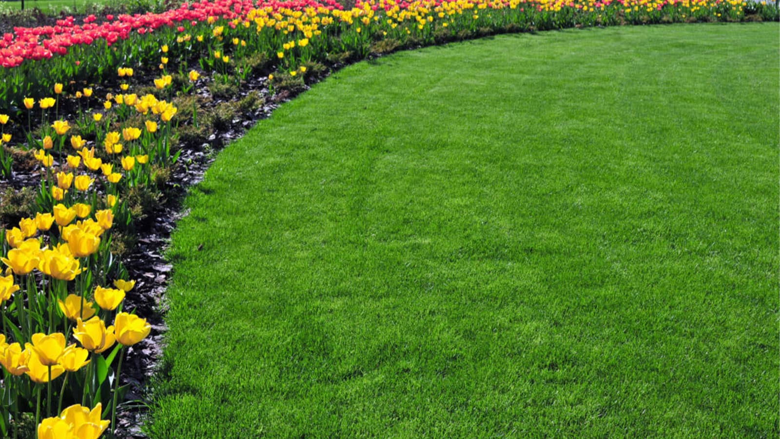 Yellow And Red Spring Flowers Green Grass Lawn
