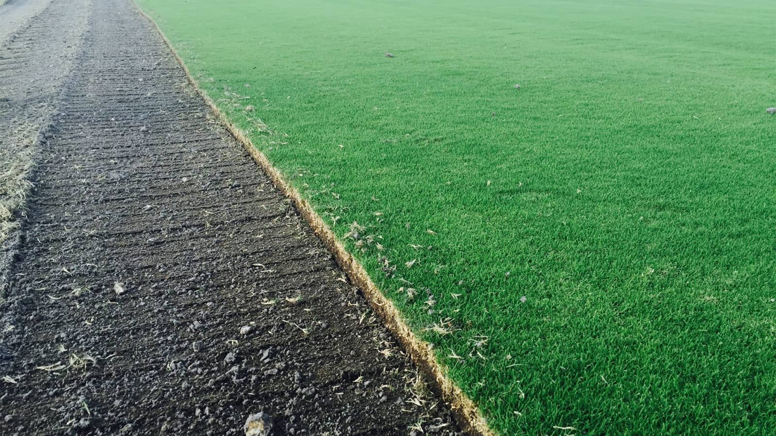 Celebration Bermuda Grass Farm Cut Sod