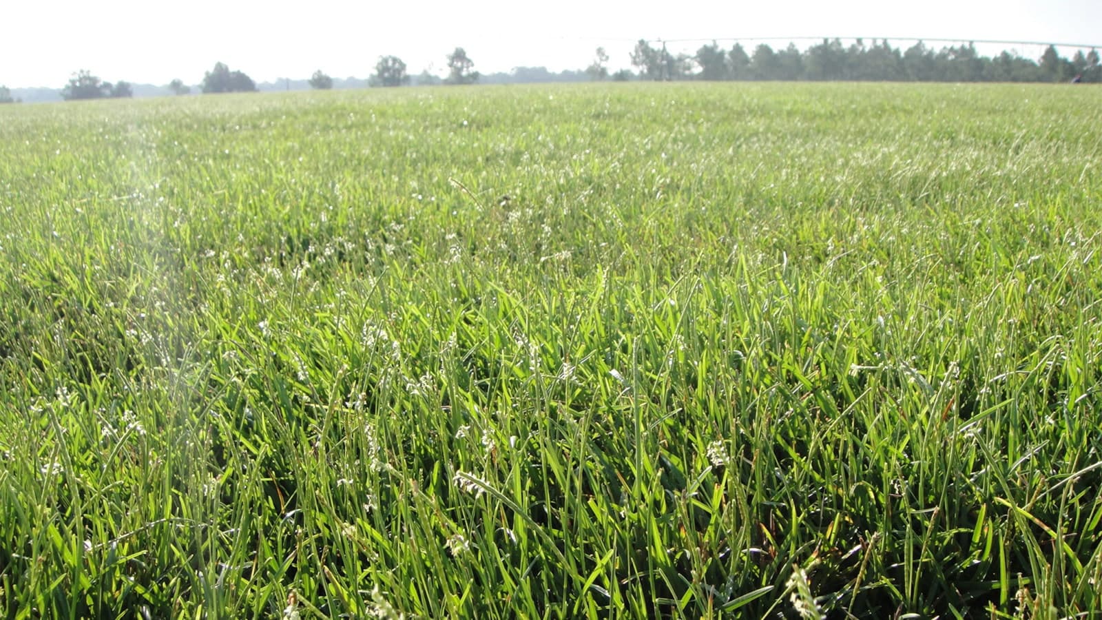 Centipede Grass Facts