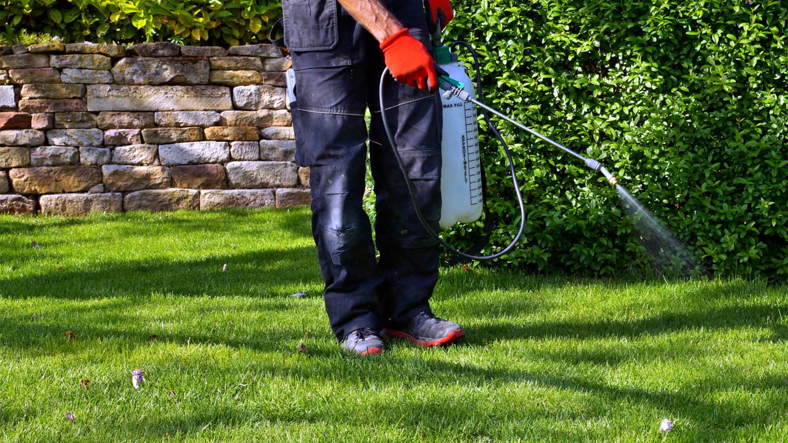 Man Spraying Pre Emergent On Lawn