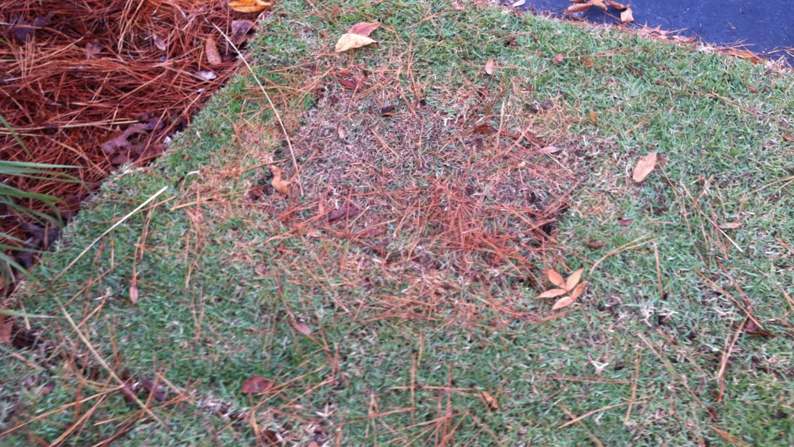New Sod Fungus