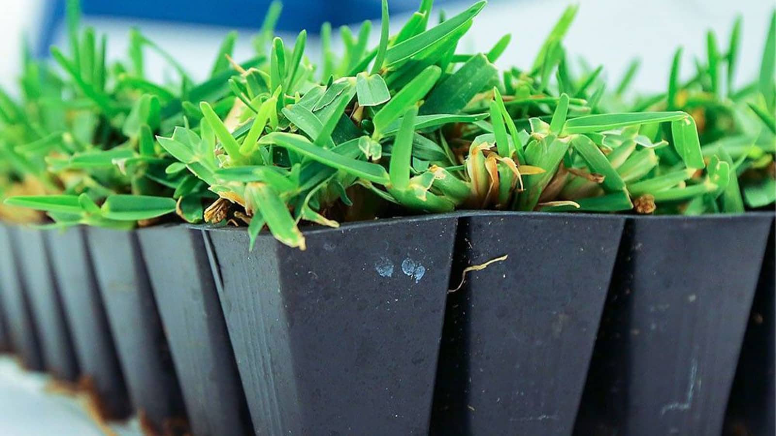 Close Up Of Citrablue Grass Plug Tray