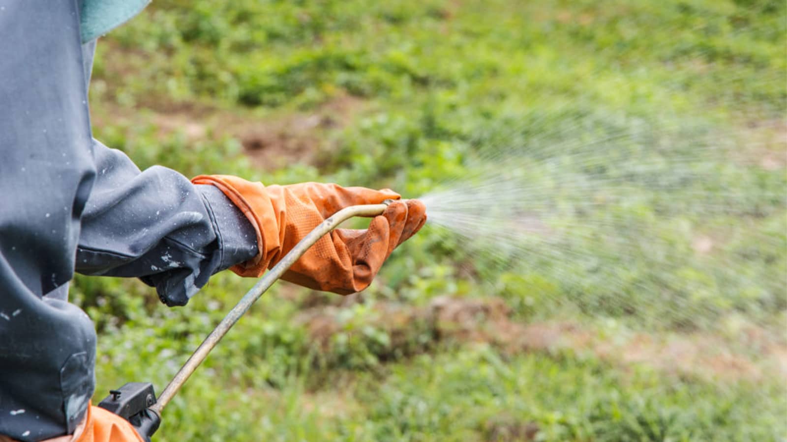 How to Control Fall Weeds