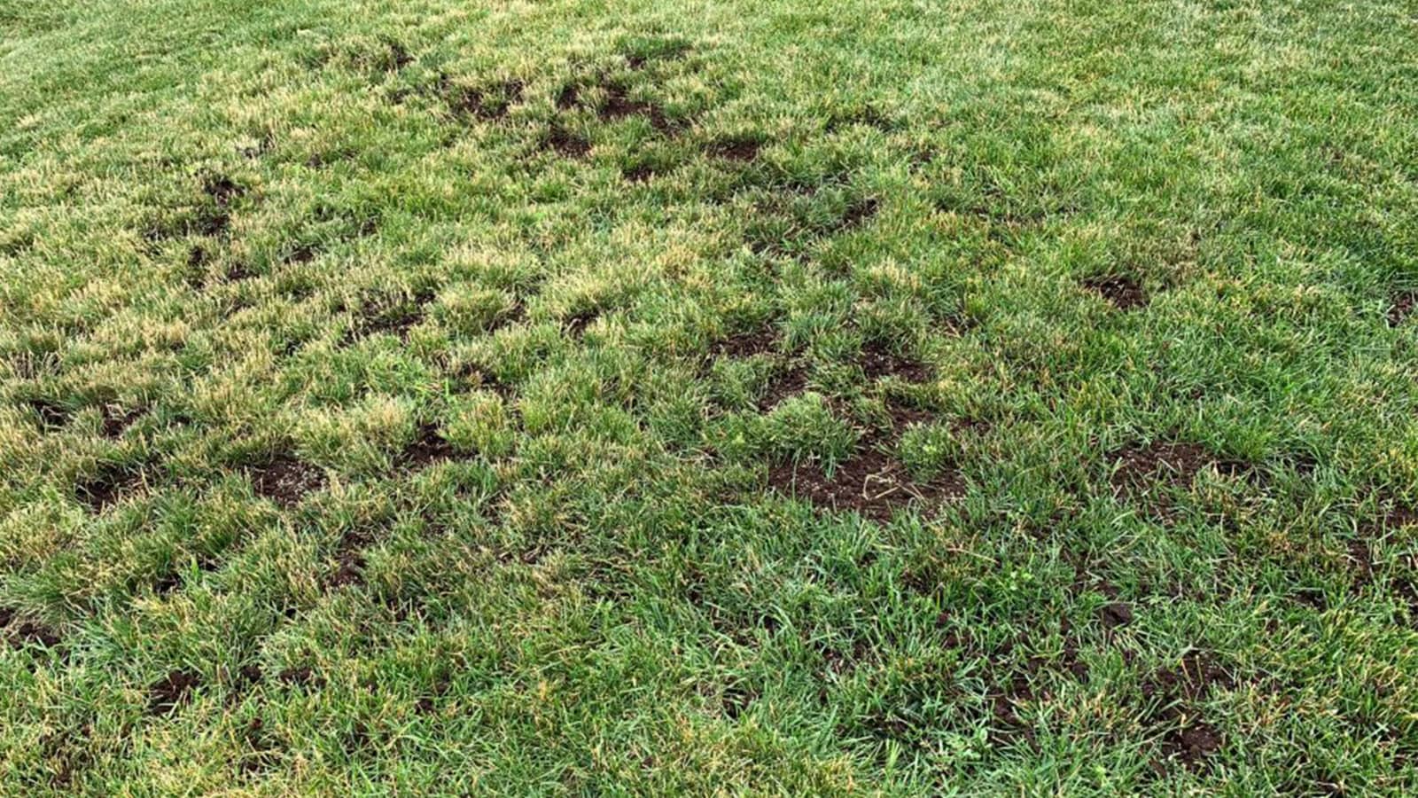 Top Soil On Grass