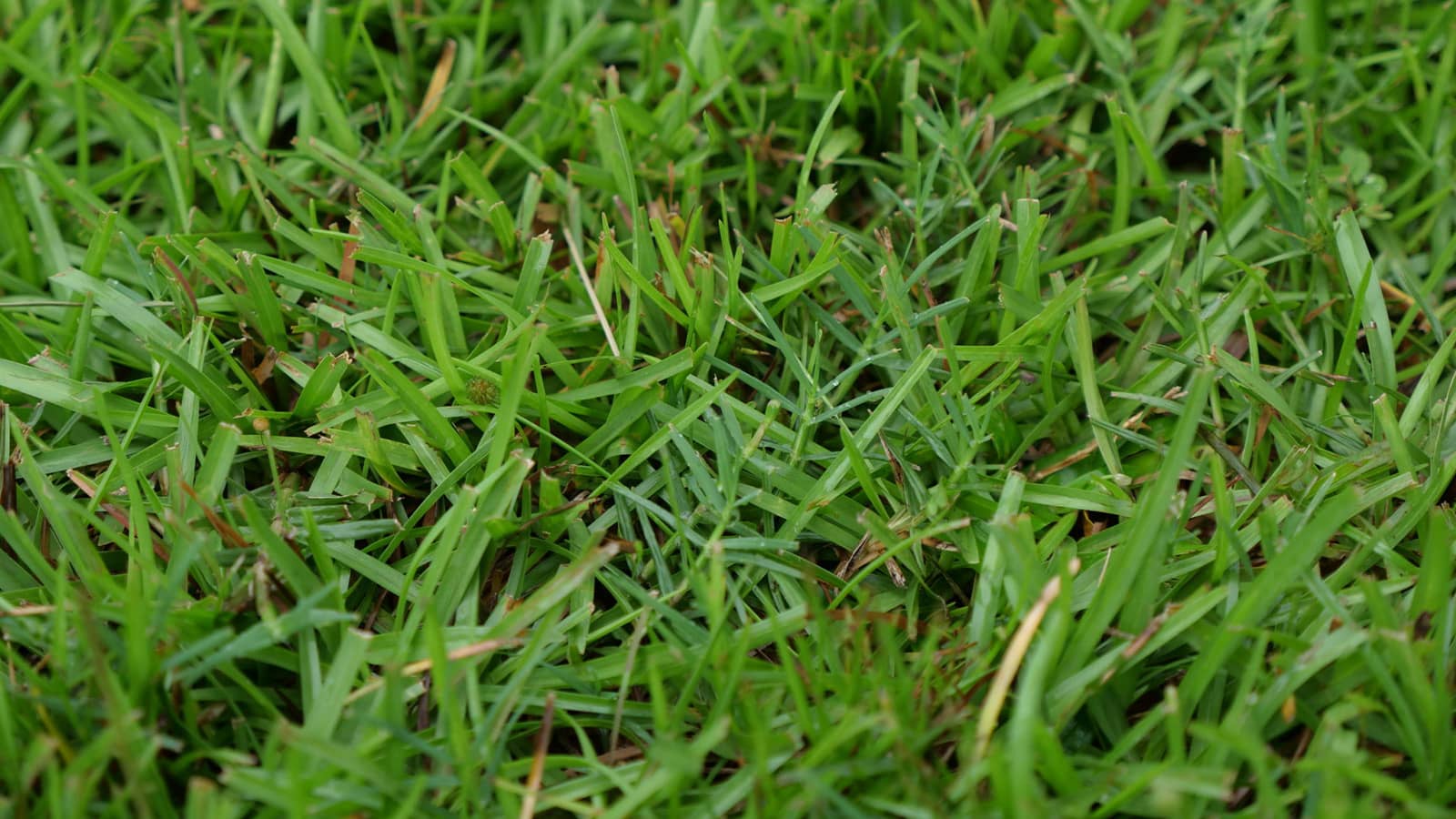How to Kill Bermuda Grass in Zoysia