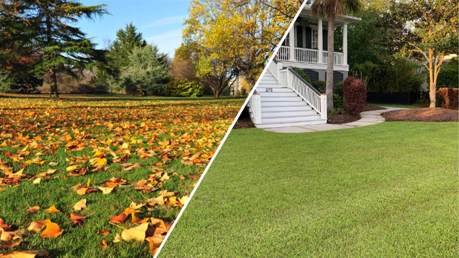 Fall Maintenance Centipede Home Lawn