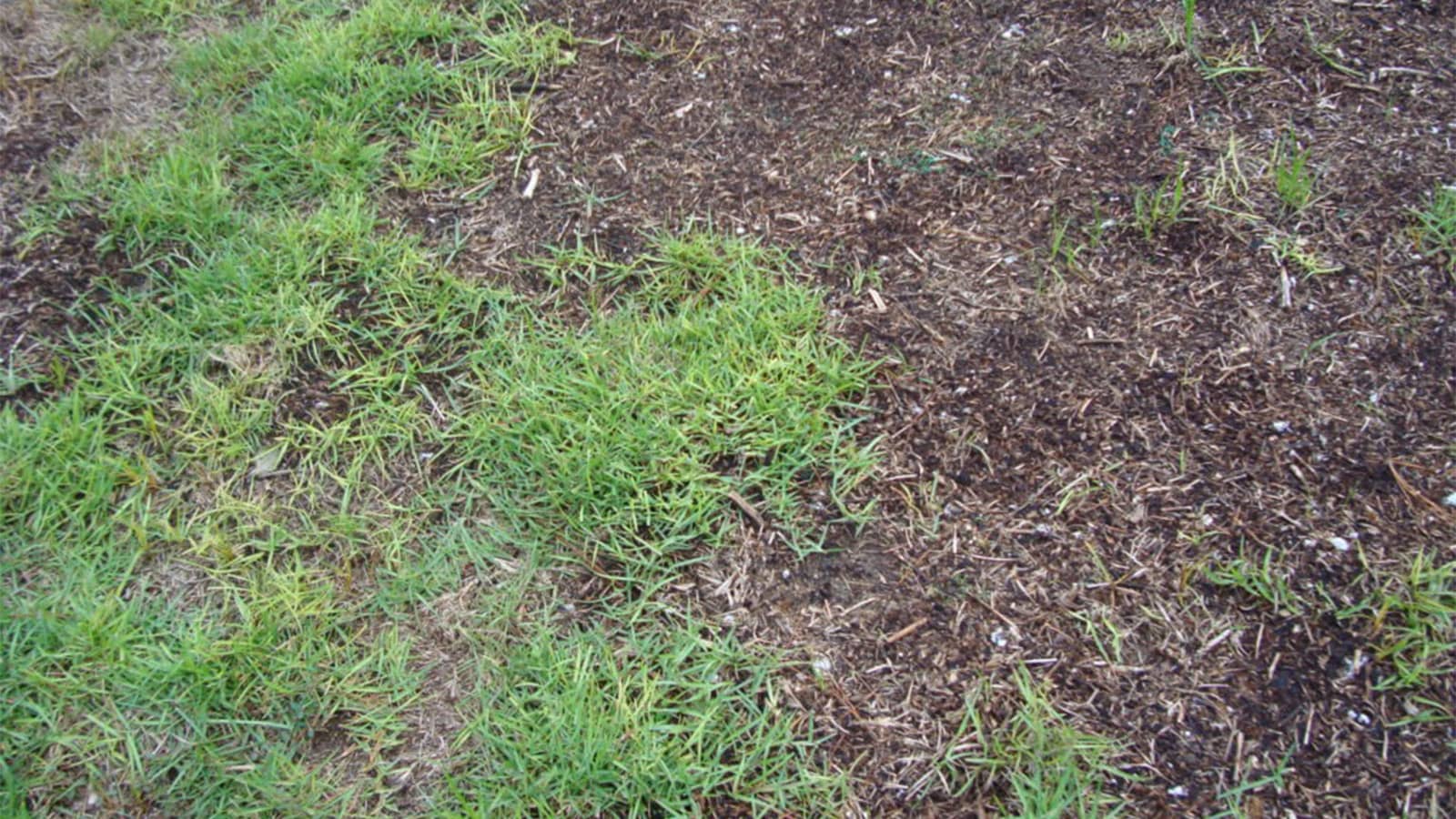 Large Patch Fungus disease