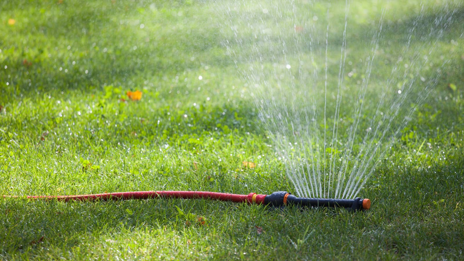 Sprinkler On Lawn Waterting Grass
