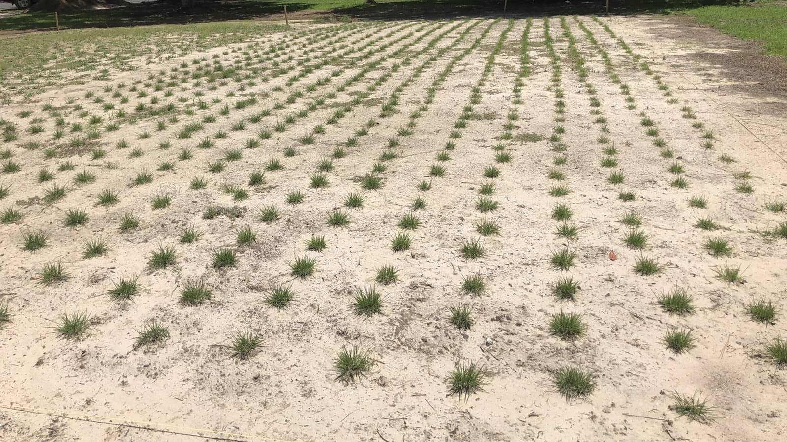 Planted Grass Plugs In Rows
