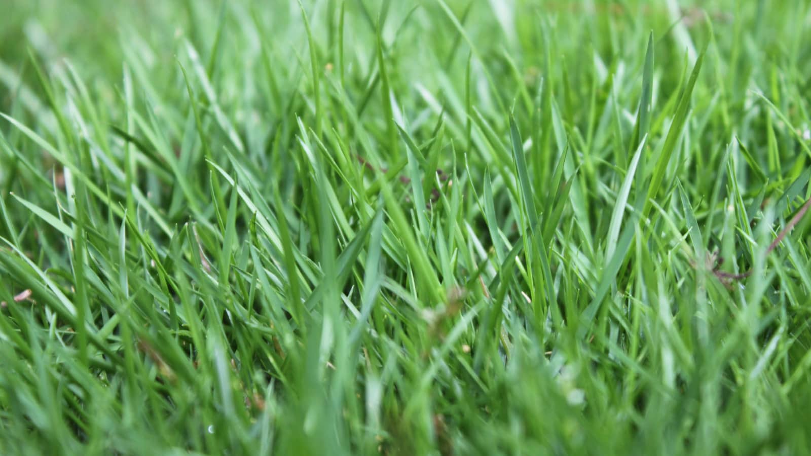 Close Up Angle Of Innovation Zoysia Grass