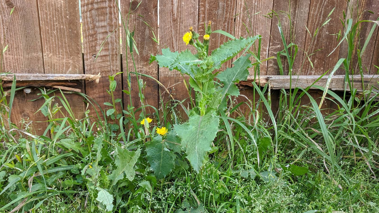 Weed Growing In Lawn Dandelion Fence