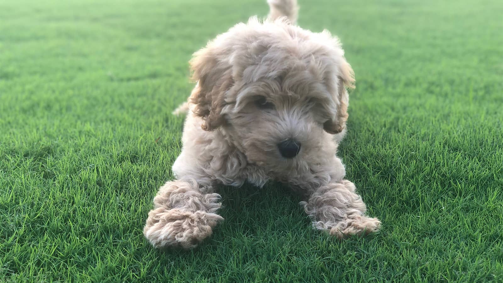 The Best Grass for Texas