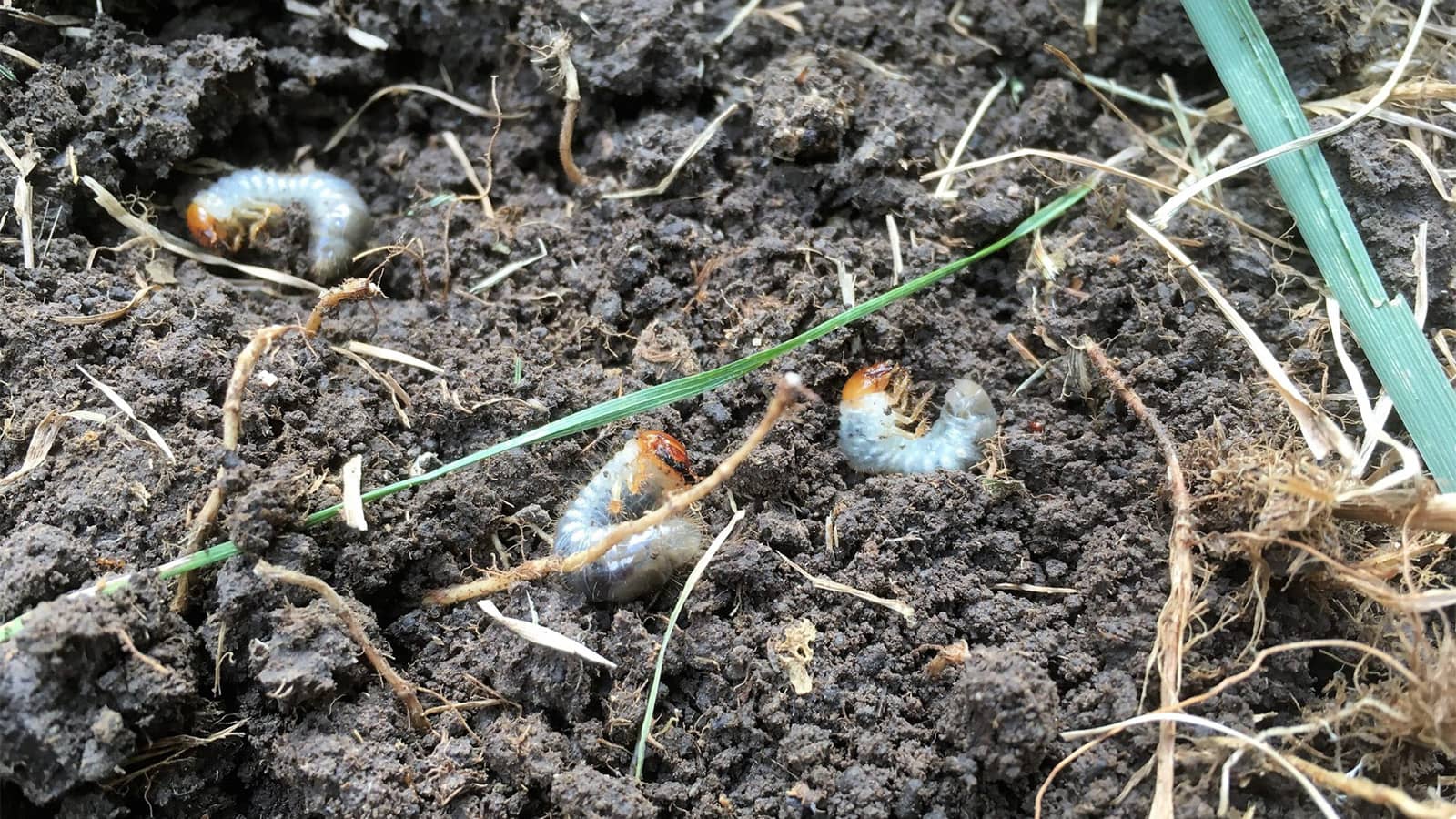 Insect Killer - The Best for Home Lawns
