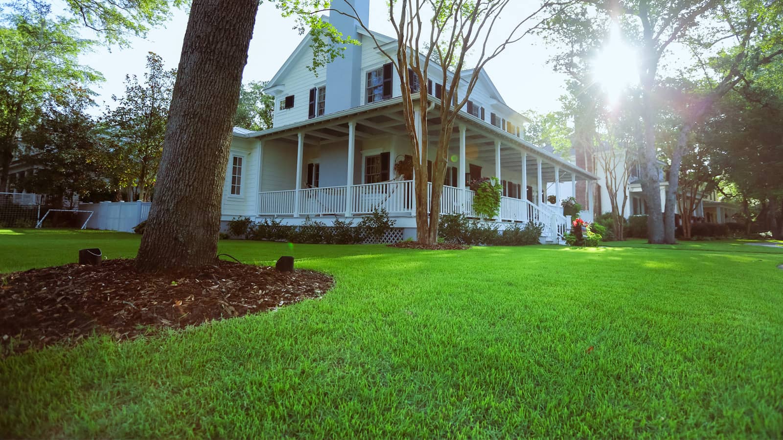 The Best Grass for Shade in North and South Carolina