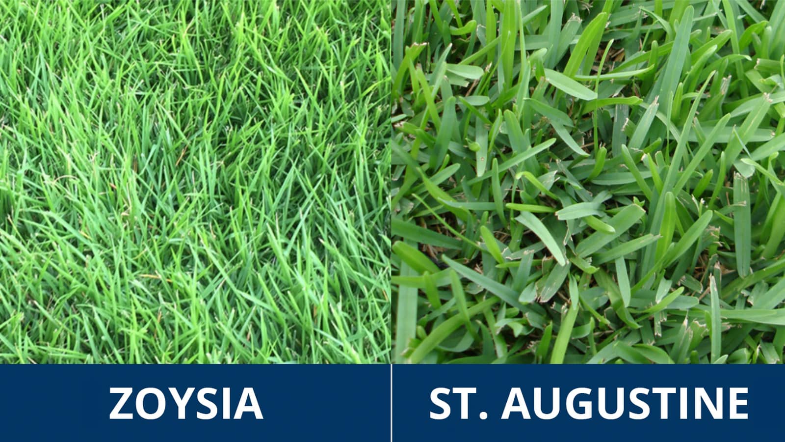 Zoysia Vs St Augustine Grass