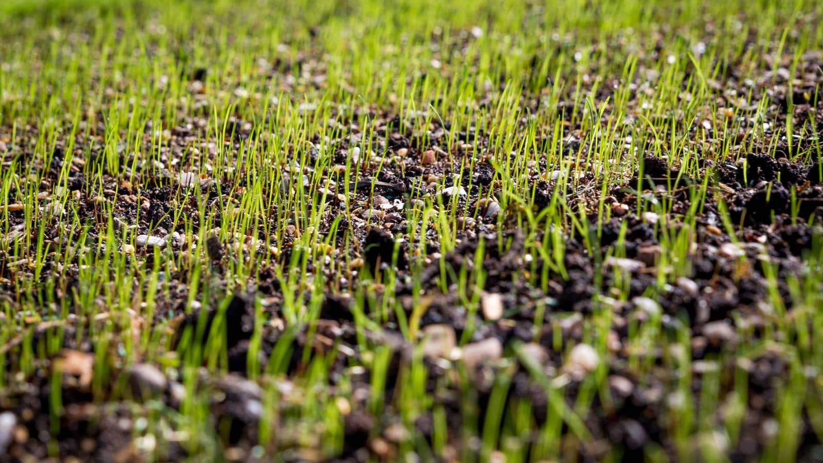 When to Plant Grass Seed
