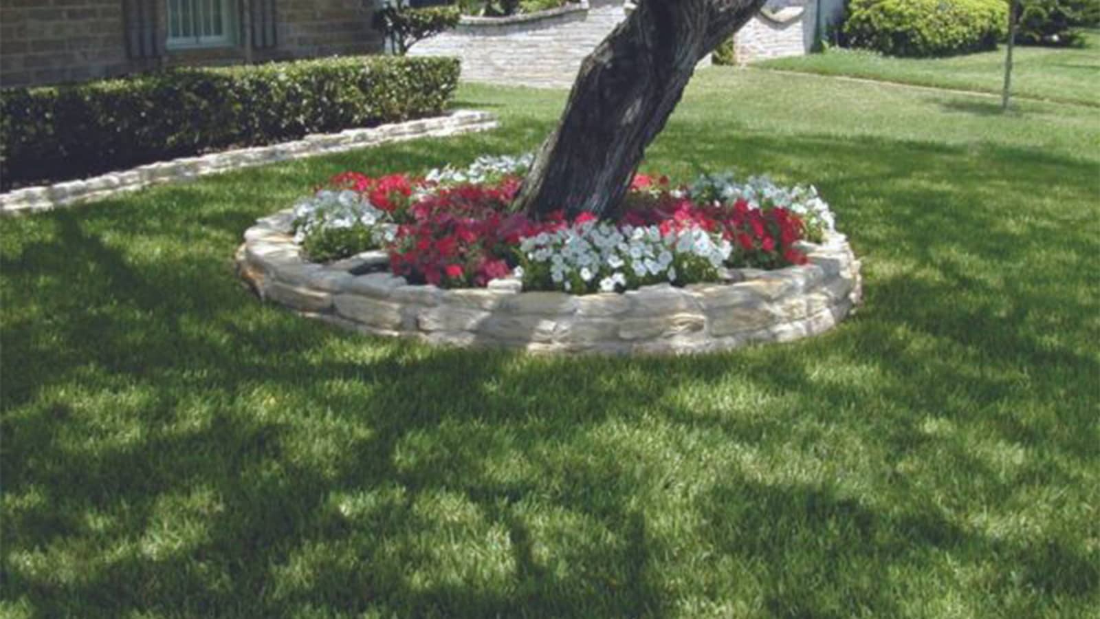 Best Grass for Shade in Florida