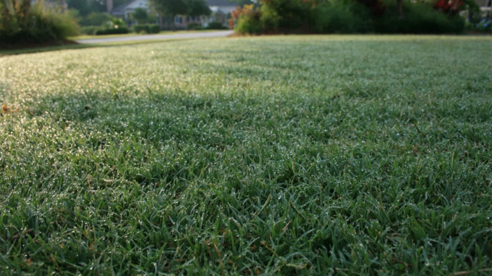 Common Types of Bermuda Grass