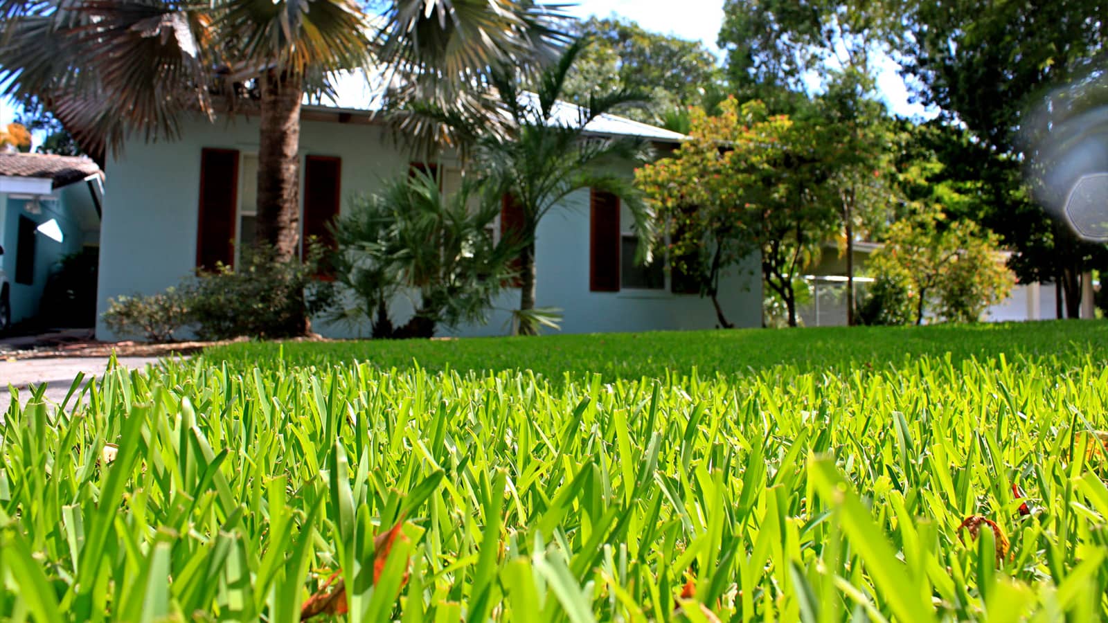 St Augustine Grass In Florida Home Lawn