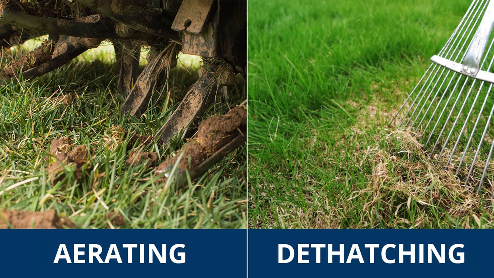 Aerating Versus Dethatching
