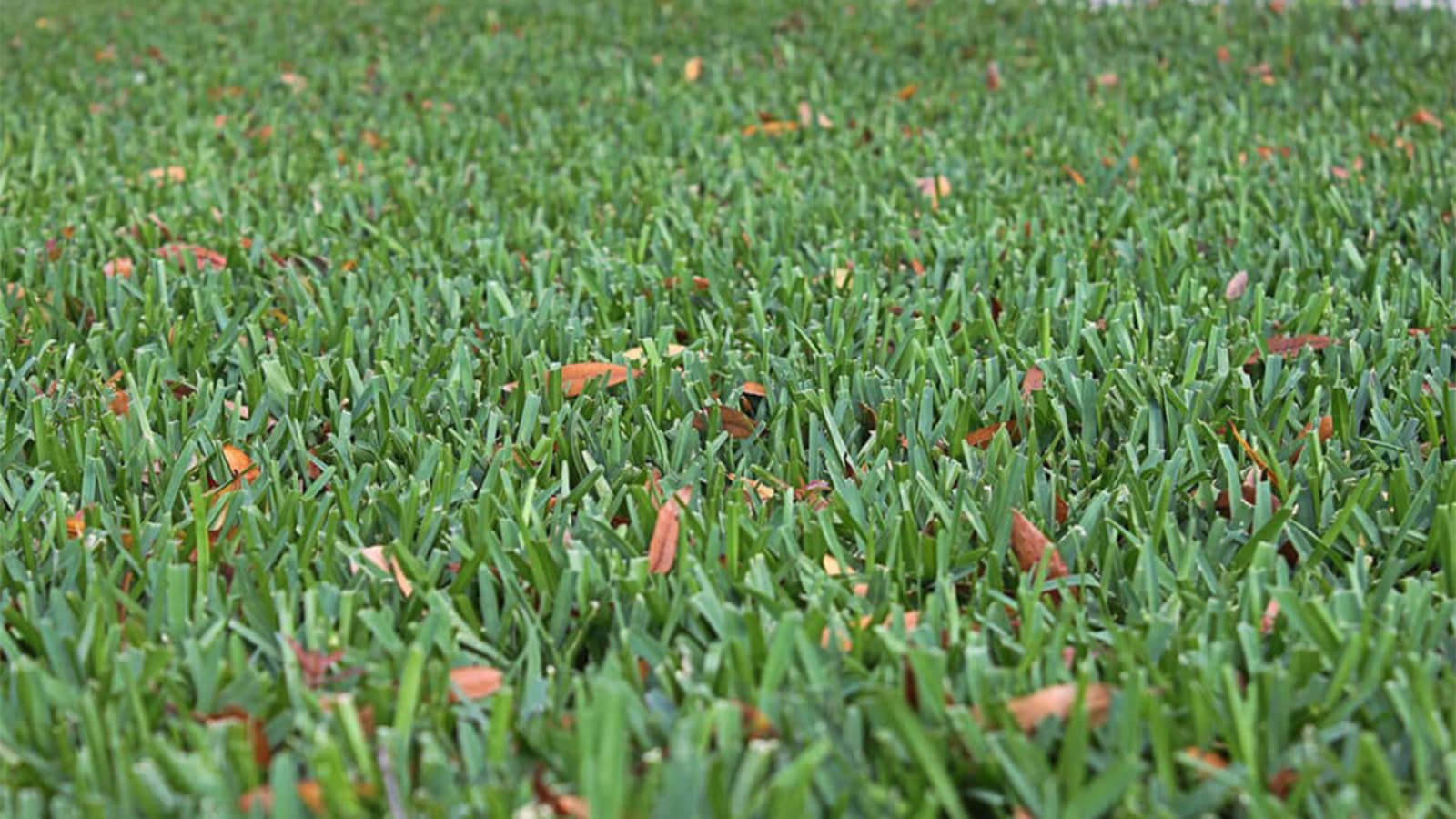 Palmetto St Augustines Grass Blades