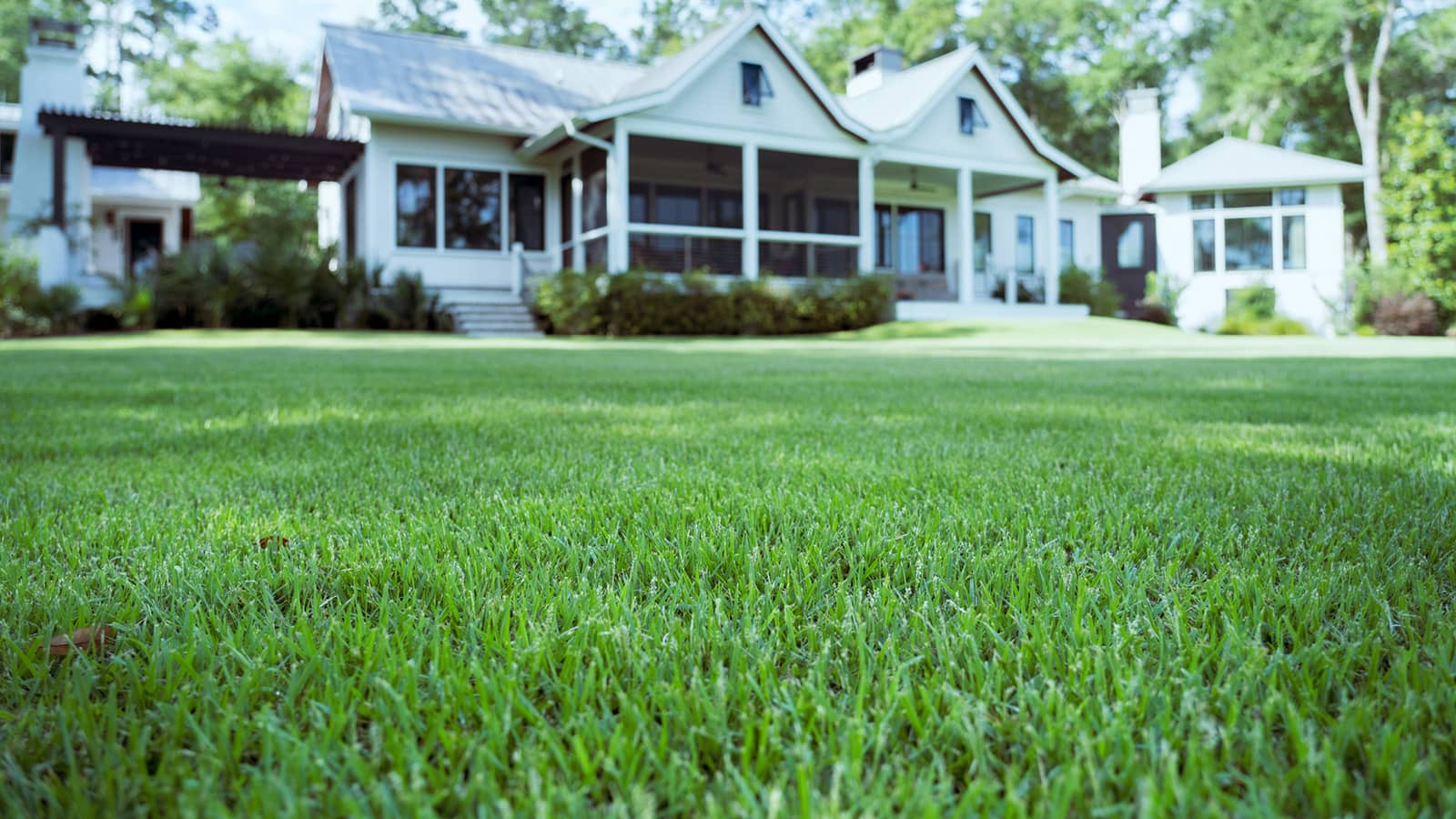 Common Types of Zoysia Grass