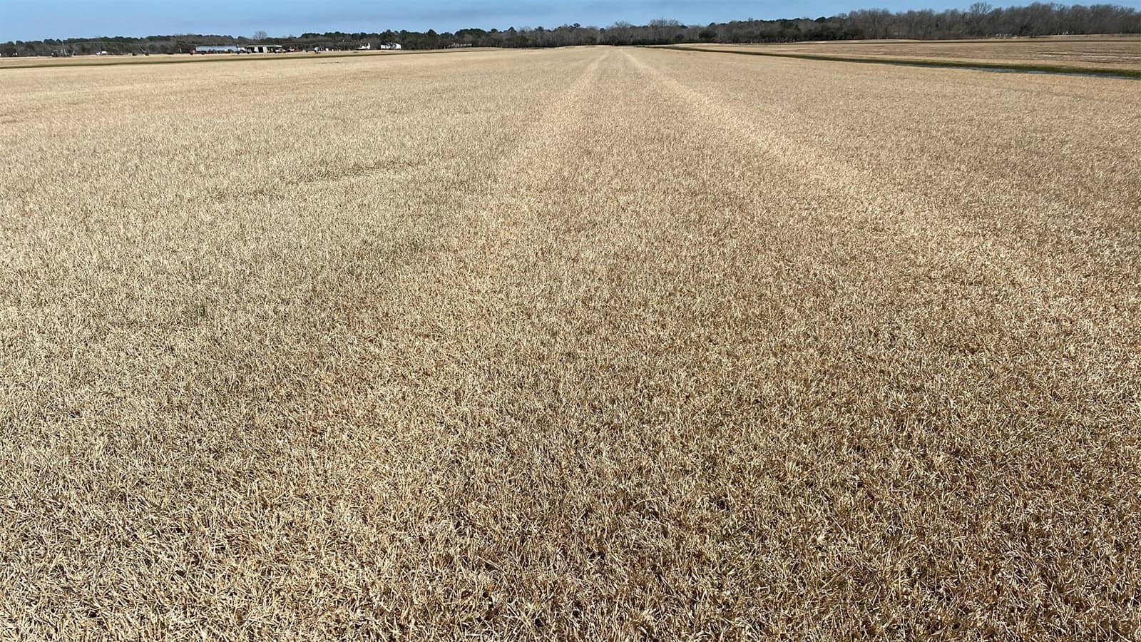 Freeze Damaged Brown Grass Field