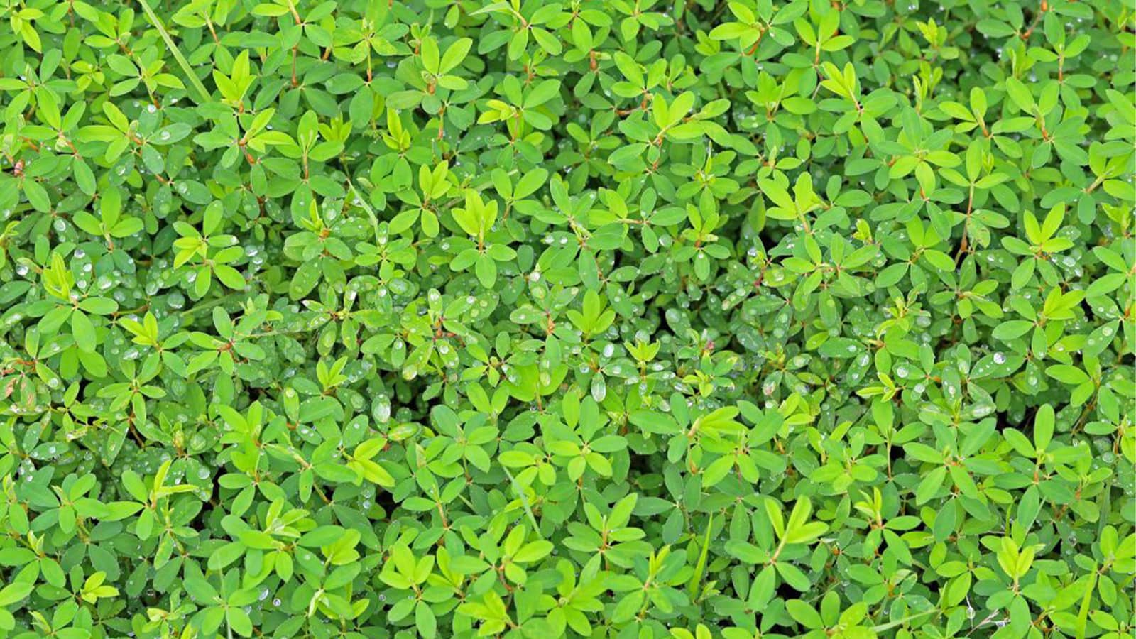 Lespedeza Weed Close Up