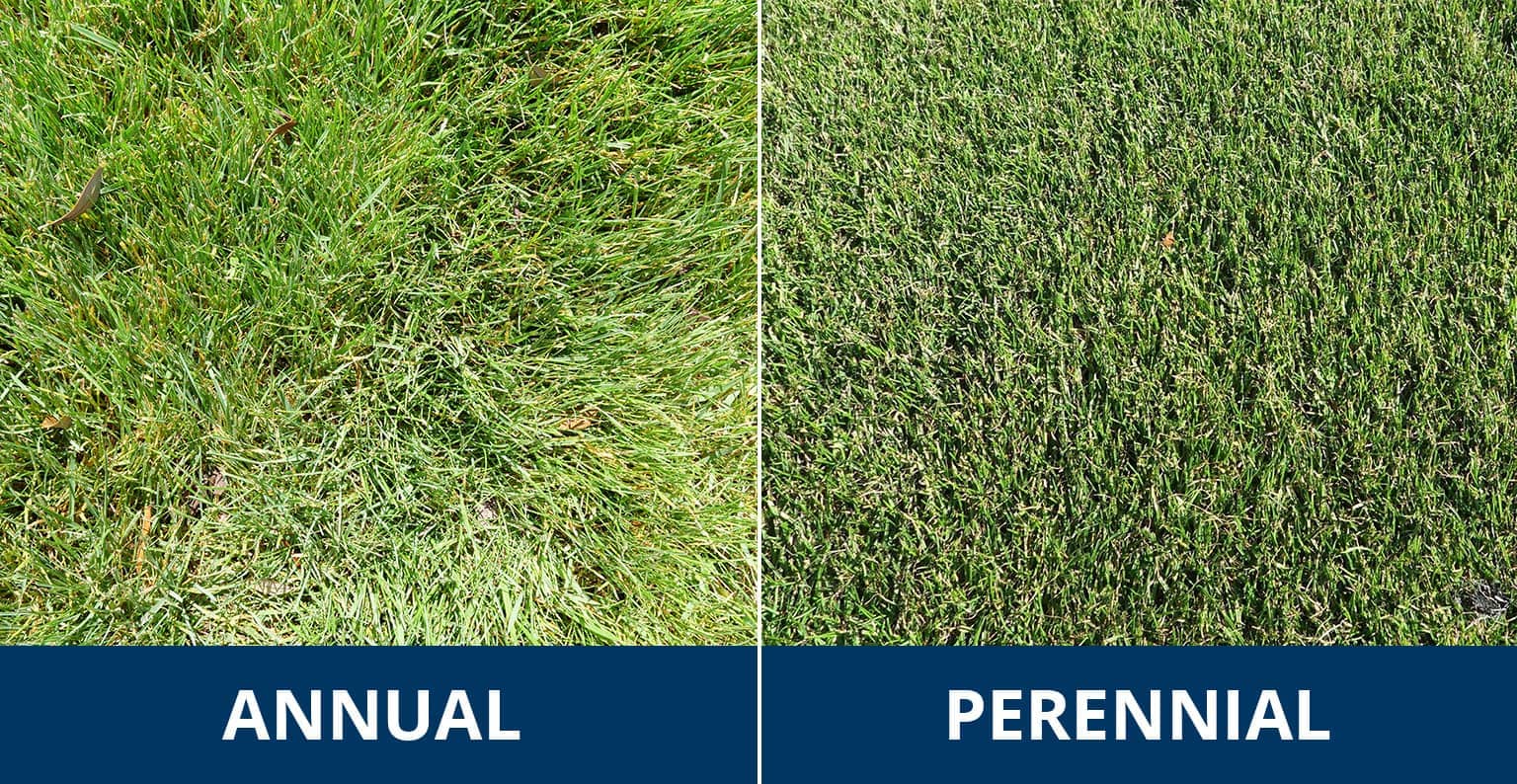 ryegrass seed