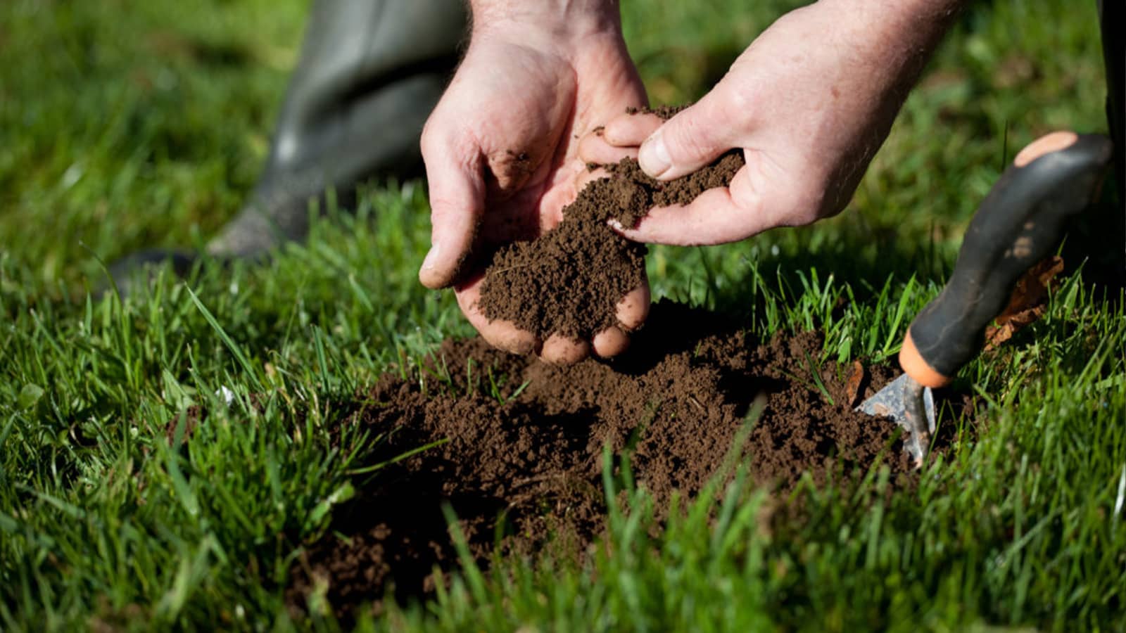 Collecting Soil In Hand From Lawn For Analysis Testing