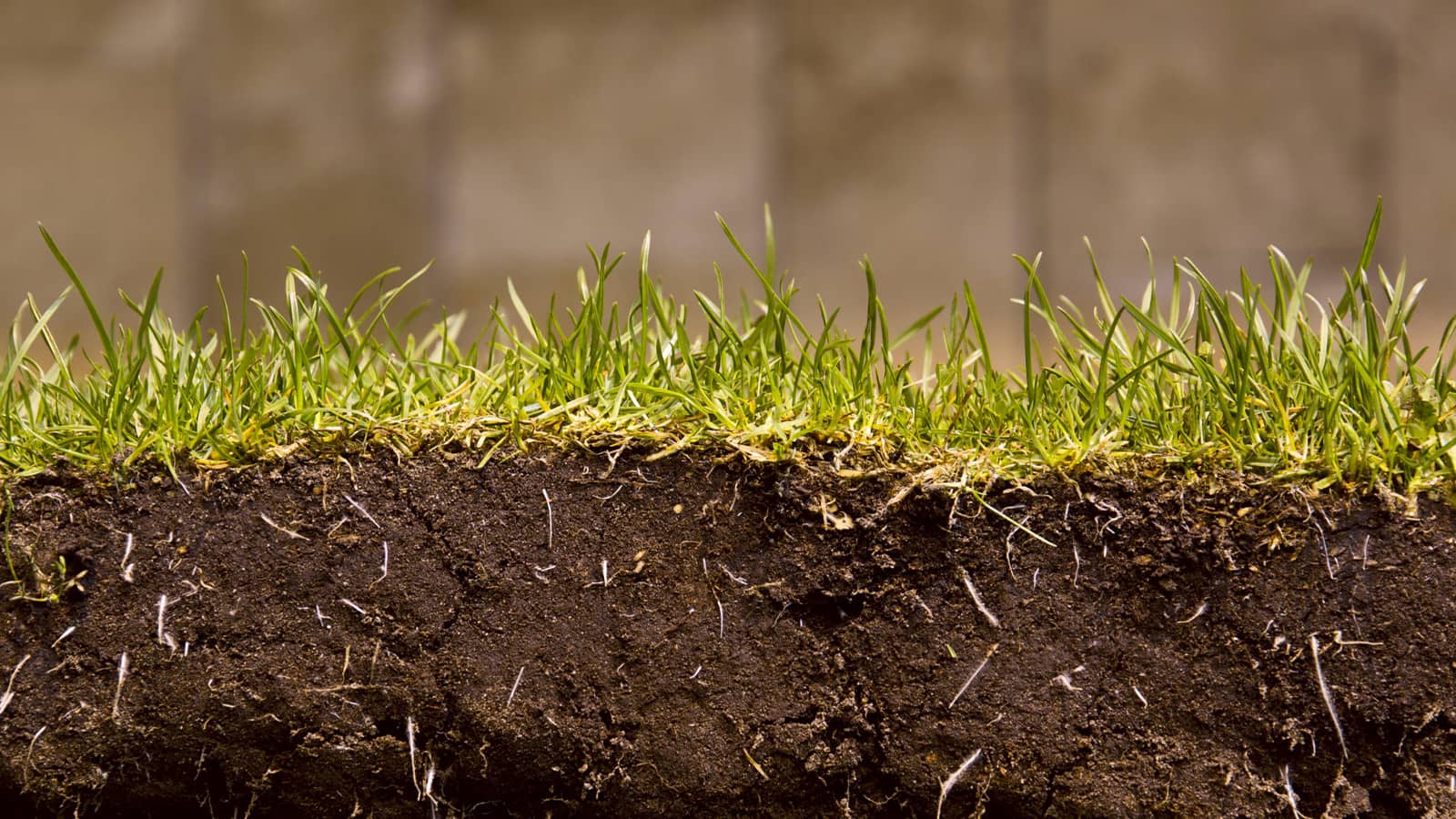 Close Up Of Grass Roots In Soil