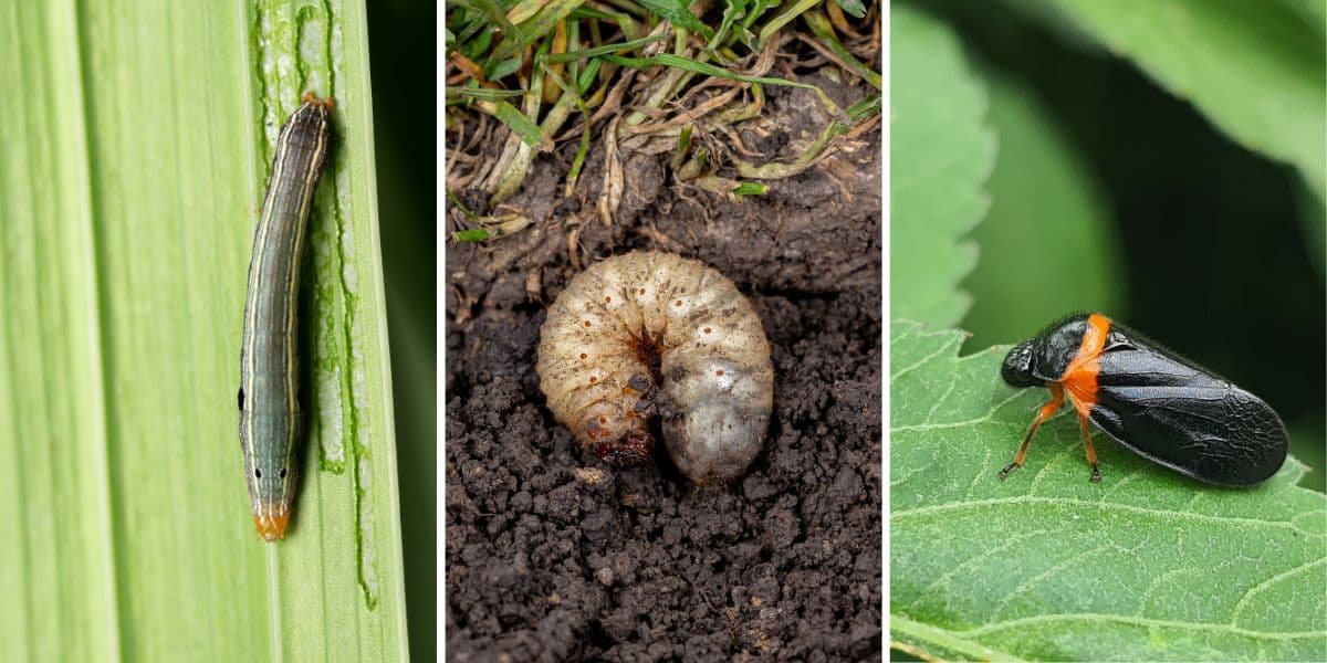 Common Lawn Pests
