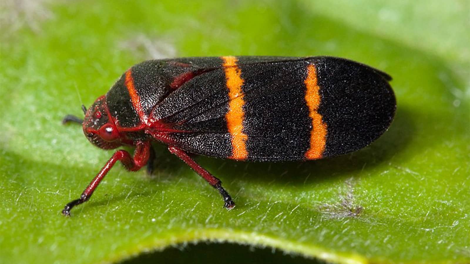 Spittlebug