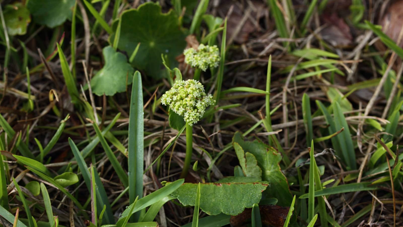 How Do I Get Rid of Weeds Without Killing St. Augustine Grass?