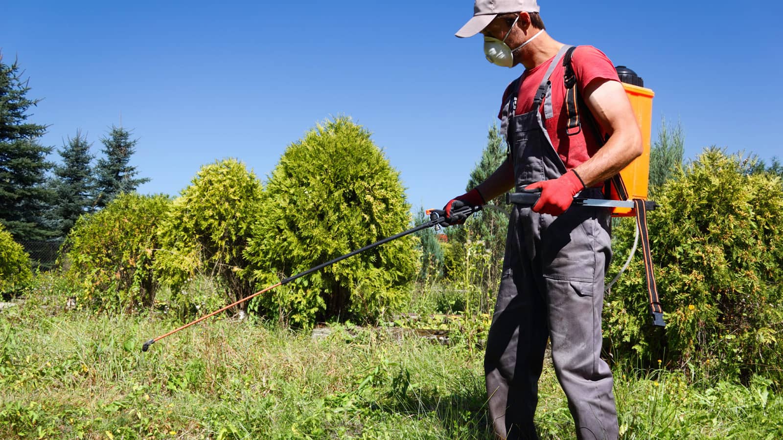 man spraying herbicide on weeds