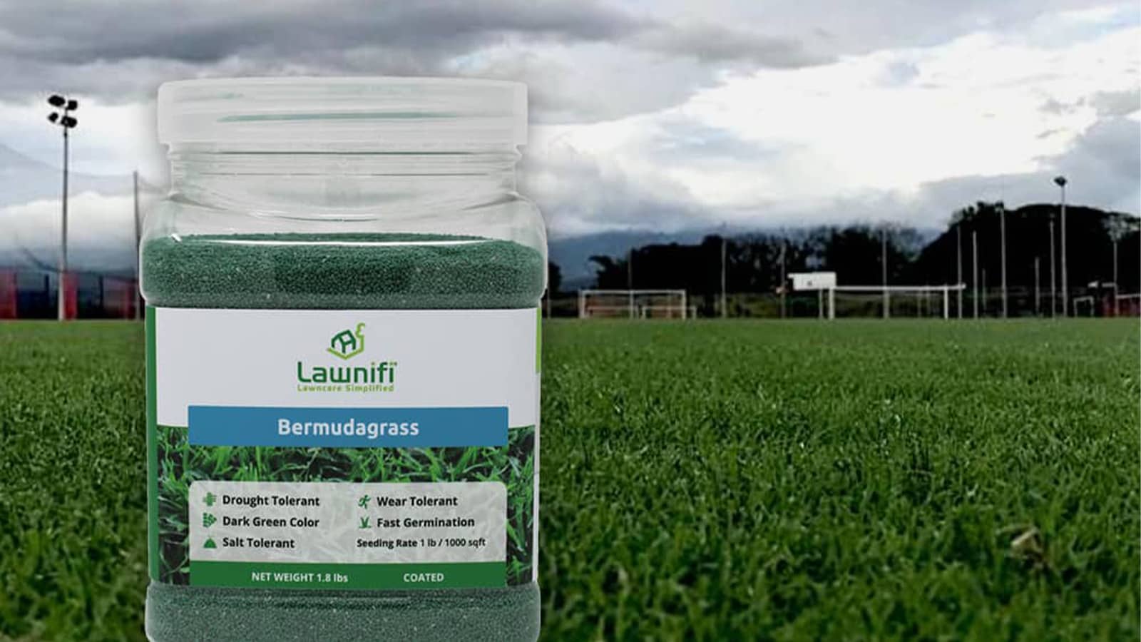 Best Bermuda grass seed home lawn