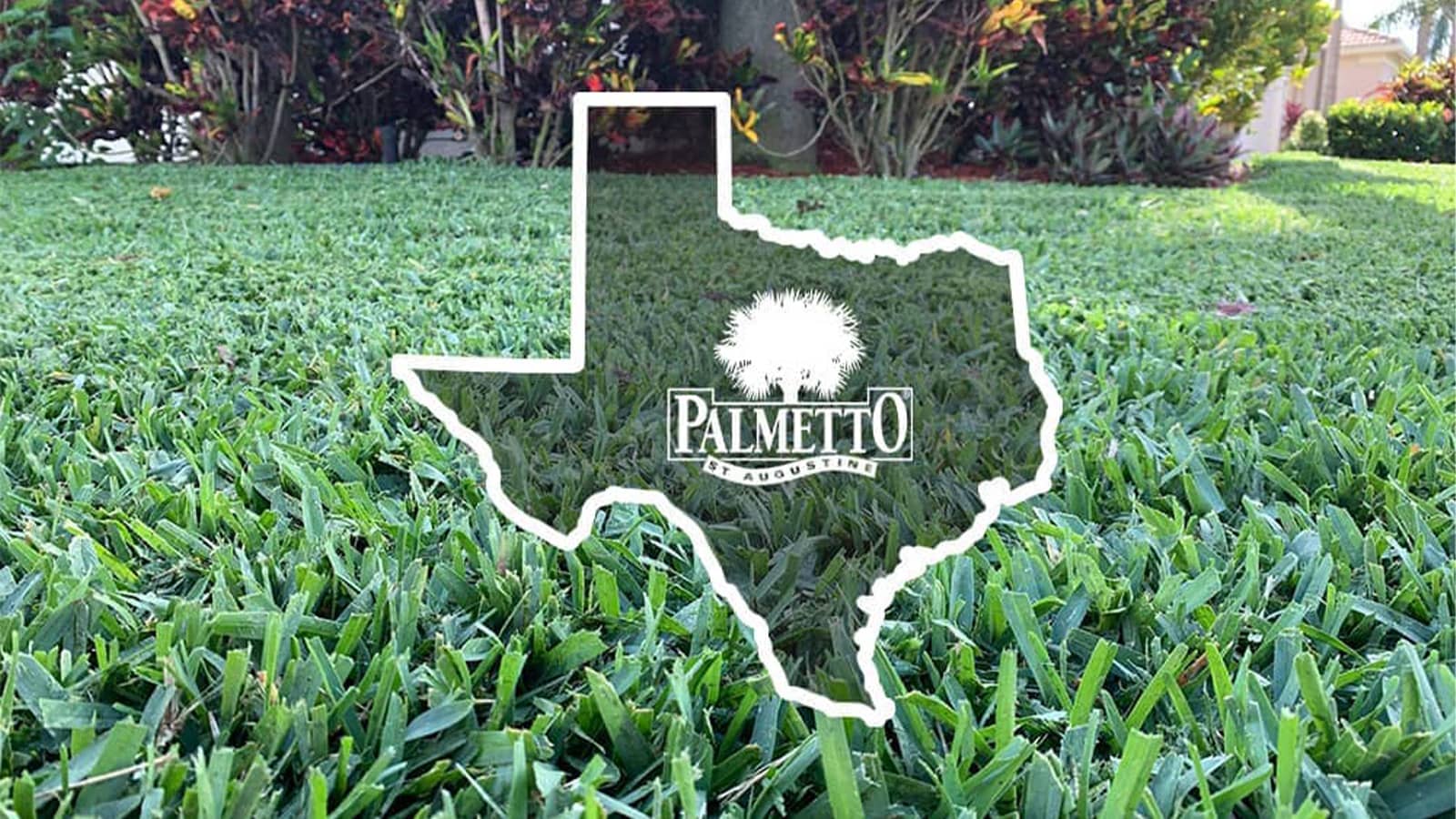 Texas St Augustine Palmetto close up