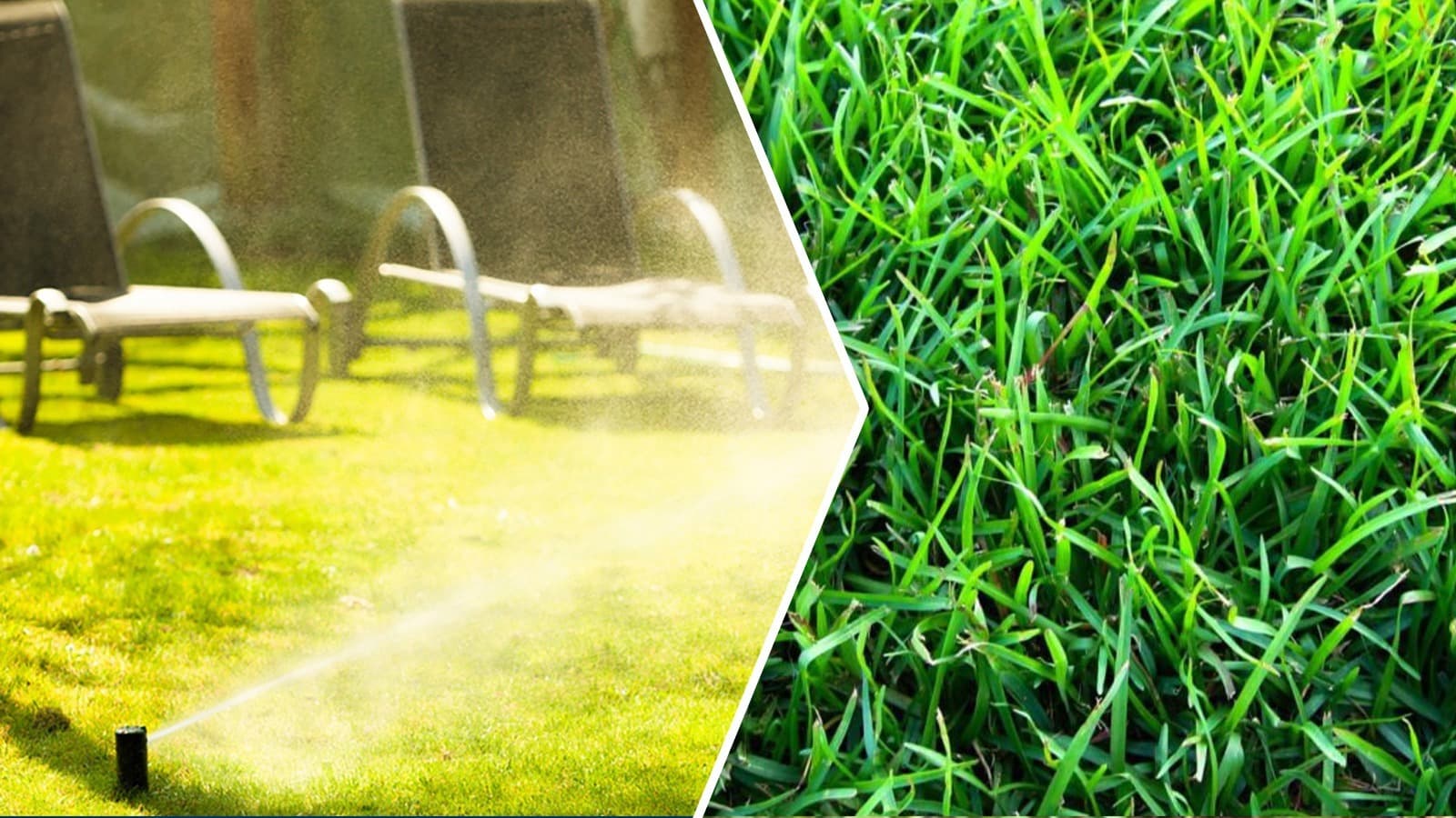 Summer Maintenance Tips for Your Centipede Lawn
